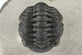 Curled Morocops Trilobite Fossil - Very Nice Prep #204241-3